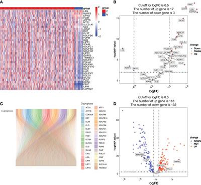 Identification and validation of a novel cuproptosis-related signature as a prognostic model for lung adenocarcinoma